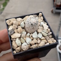 Turbinicarpus valdezianus CITES, not outside EU