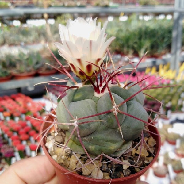 Thelocactus hexaedrophorus Haas 275