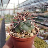 Thelocactus hexaedrophorus Haas 138