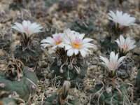 Turbinicarpus polaskii La Bonita - Refugio CITES, not...