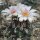 Turbinicarpus polaskii La Bonita - Refugio CITES, not outside EU