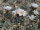 Turbinicarpus polaskii La Bonita - Refugio CITES, not outside EU