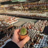 Trichocereus-Hybr. Flying Saucer x Calif.weiß x...
