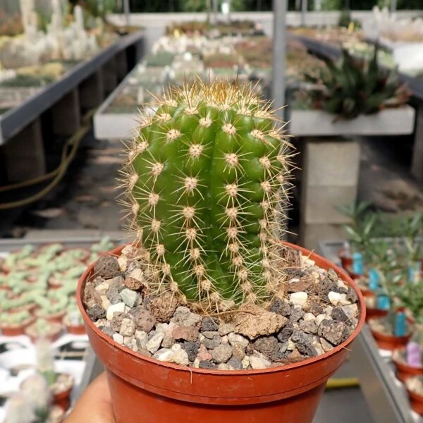 Trichocereus-Hybr. Flying Saucer x Buena Vista
