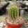 Trichocereus-Hybr. Flying Saucer x Buena Vista