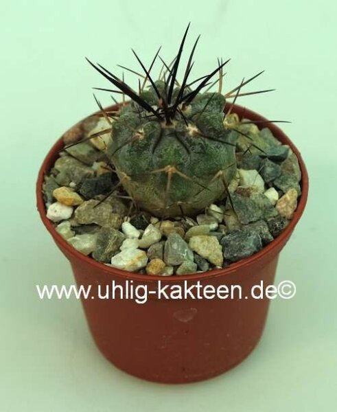 Copiapoa uhligiana