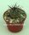 Copiapoa uhligiana