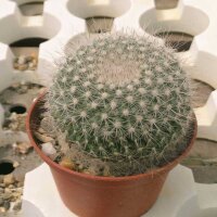 Mammillaria hahniana cv. werdermanniana