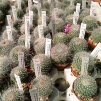 Mammillaria hahniana cv. werdermanniana