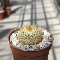 Parodia chrysacanthion cv. Rubriflora