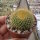 Parodia chrysacanthion cv. Rubriflora