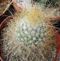 Mammillaria leptacantha cv. Aureiflora