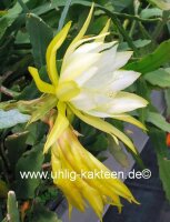 Epiphyllum-Hybr. Vista Sun
