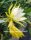Epiphyllum-Hybr. Vista Sun