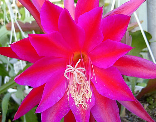 Epiphyllum-Hybr. Farbenpracht