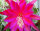 Epiphyllum-Hybr. Farbenpracht