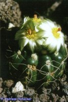 Notocactus uebelmannianus cv. Flaviflorus