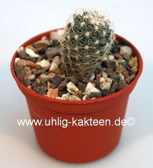 Turbinicarpus saueri v. nelisiae TCG 1900 CITES, not outside EU