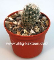 Turbinicarpus saueri v. nelisiae TCG 1900 CITES, not...