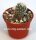 Turbinicarpus saueri v. nelisiae TCG 1900 CITES, not outside EU