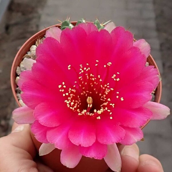 Lobivia rossii cv. Blüte rot