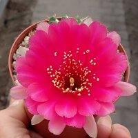 Lobivia rossii cv. Blüte rot