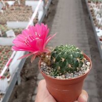 Lobivia rossii cv. Blüte rot