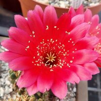 Lobivia rossii cv. Blüte rot