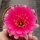 Lobivia rossii cv. Blüte rot