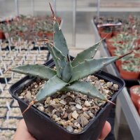 Agave utahensis v. utahensisLZ 2068(dw)