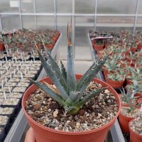 Agave utahensis v. utahensisLZ 2068(dw)