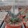 Agave utahensis v. utahensisLZ 2068(dw)