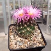 Escobaria vivipara v. arizonica LZ 392  (dw)