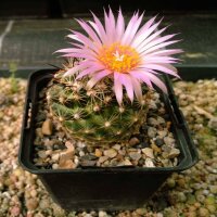 Escobaria vivipara v. arizonica LZ 392  (dw)