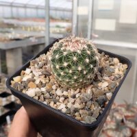 Escobaria vivipara v. arizonica LZ 392  (dw)