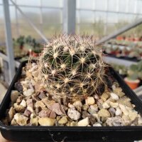 Escobaria vivipara v. arizonica LZ 392  (dw)