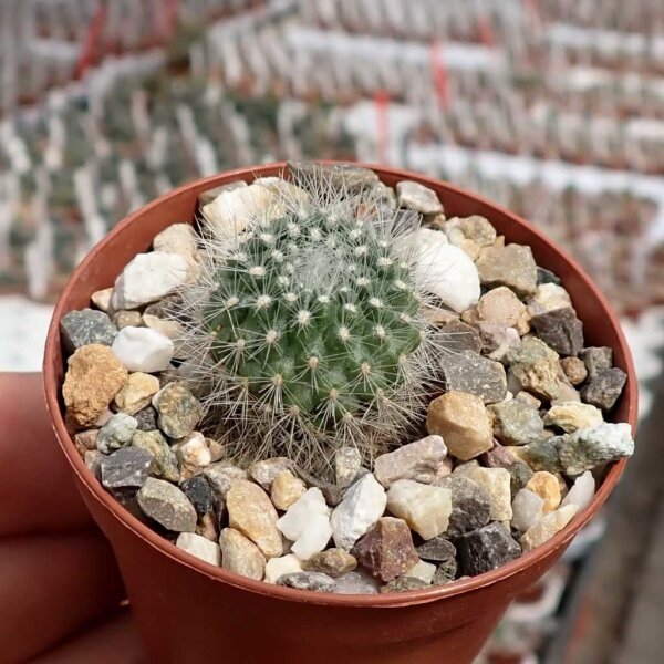 Rebutia  sp.n. KB 211