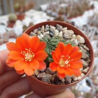Rebutia mandingaensis HJ 421