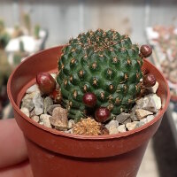 Rebutia mandingaensis HJ 421