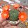 Rebutia mandingaensis HJ 421