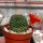 Rebutia mandingaensis HJ 421