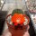 Rebutia mandingaensis HJ 421
