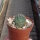 Rebutia  sphaerica FR 1160