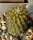 Copiapoa algarrobensis spec. nov FK 530