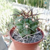 Copiapoa coquimbana  aff. alticostata ex. KK 609