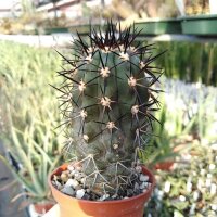 Copiapoa coquimbana  aff. alticostata ex. KK 609