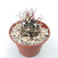 Echinocereus viridiflorus ssp. davisii Nördlich von...