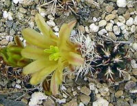 Echinocereus viridiflorus ssp. davisii Nördlich von Mexiko City bis Kalifornien, Utha, Wyoming und Southdakota, sehr warme Steppen