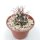 Echinocereus viridiflorus ssp. davisii Nördlich von Mexiko City bis Kalifornien, Utha, Wyoming und Southdakota, sehr warme Steppen
