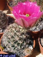 Echinocereus fendlerii x fendlerii v. kuenzlerii